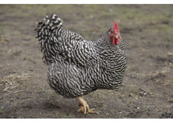 Melhores raças de galinhas poedeiras para pequenas criações